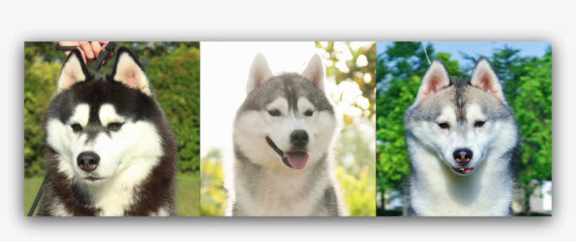 Mackenzie River Husky, transparent png #3896413