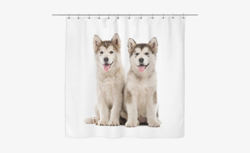 Siberian Husky Lover Shower Curtain - Alaskan Malamute, transparent png #3896518