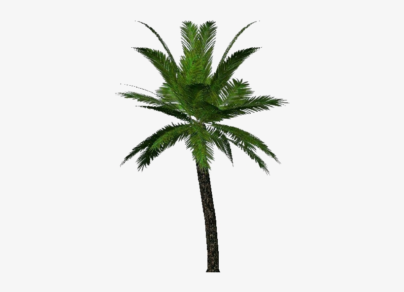 3d Trees - Palm - Árboles De Palma, transparent png #3896527
