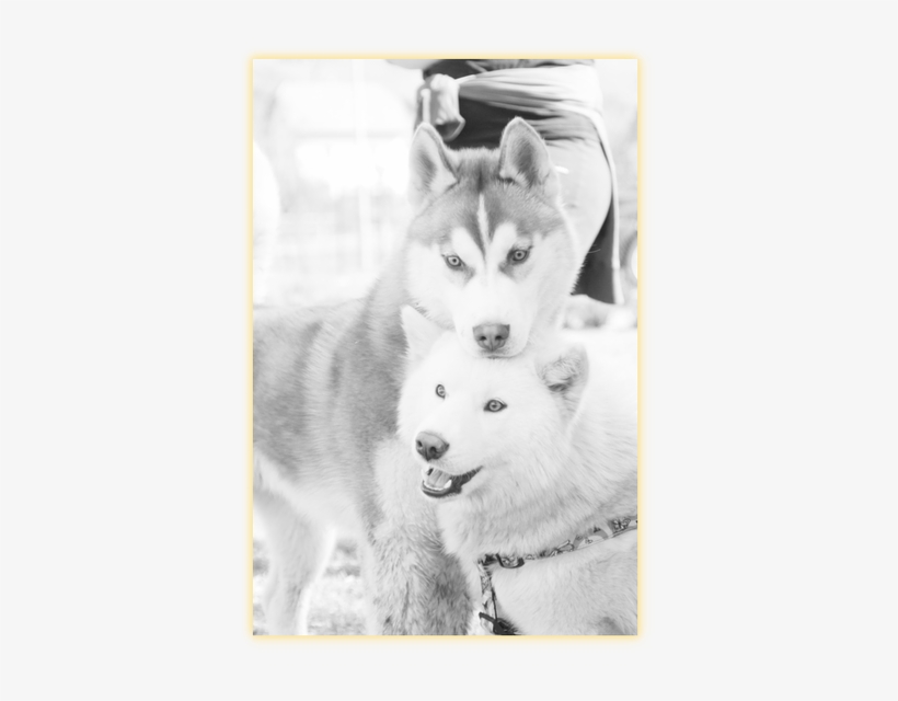 Because We Are Very Interested To Know How The Puppy - Mackenzie River Husky, transparent png #3896751