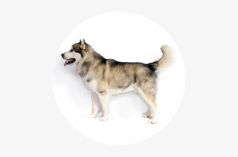 Affectionate, Loyal, Playful But Dignified - Alaskan Malamute Akc, transparent png #3896806