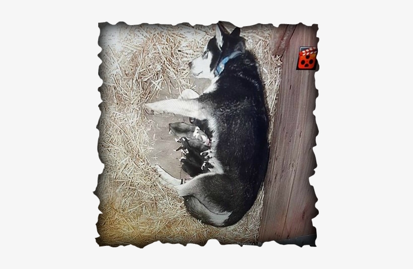 Our Puppies Stay On Site Until They Are Old Enough - Alaska, transparent png #3896811