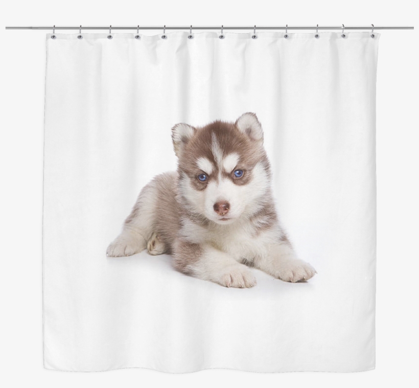 Siberian Husky Puppy Shower Curtain - Siberian Husky Puppy, transparent png #3897074
