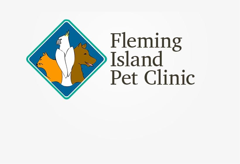 Duck, transparent png #3897593