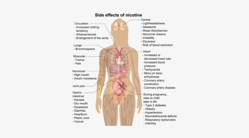 Side Effects[edit] - Nicotine Effects On Body, transparent png #3897987