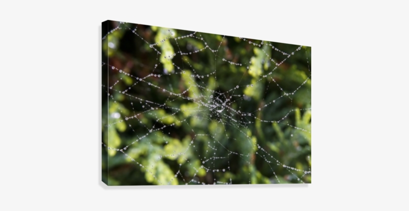 Water Droplets On A Spider Web - Posterazzi Water Droplets On A Spider Web North Yorkshire, transparent png #390347