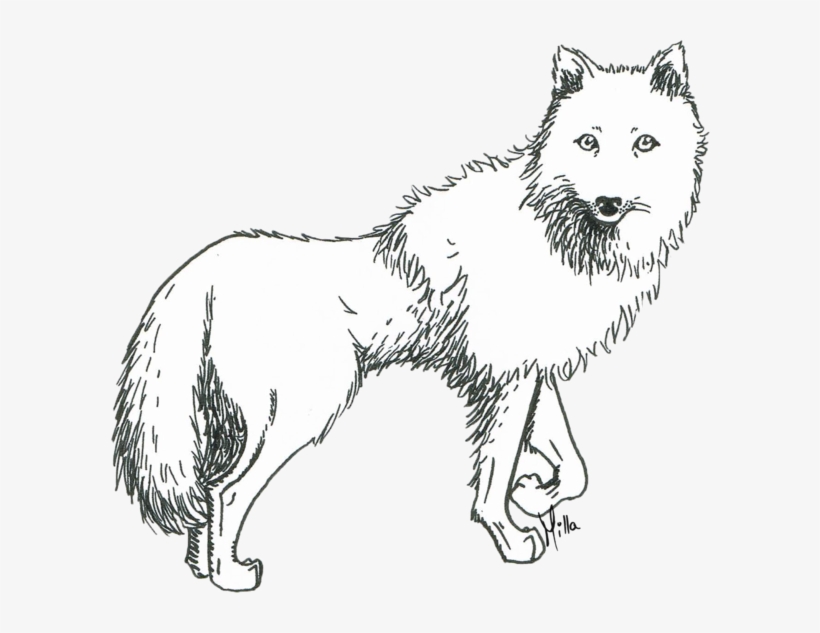 Prometheus Drawing White Wolf Sketch Of An Arctic Wolf Free Transparent Png Download Pngkey