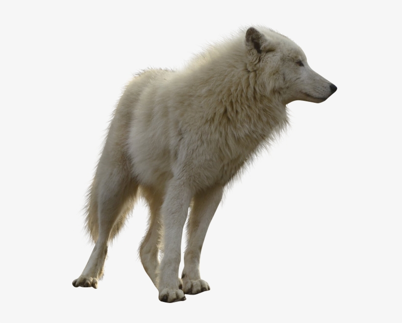 Moving Wolf Transparent Background, transparent png #390904