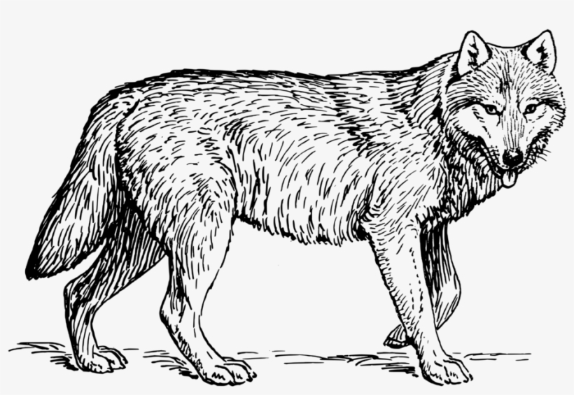 Drawing Wolves Black And White - Wolf Animal Coloring Pages, transparent png #390984