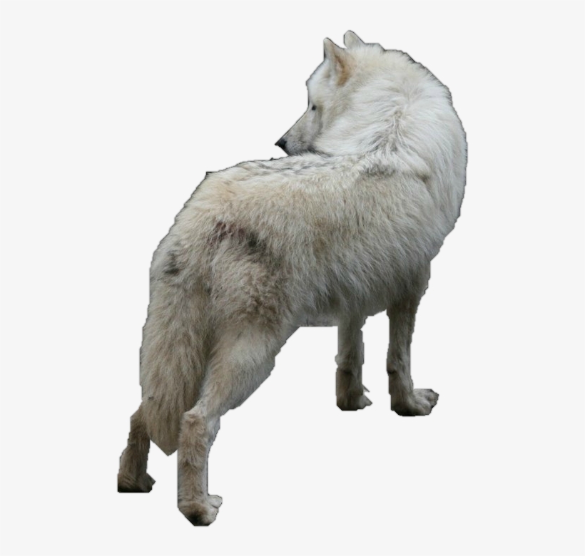 White Wolf Gif Transparent, transparent png #391089
