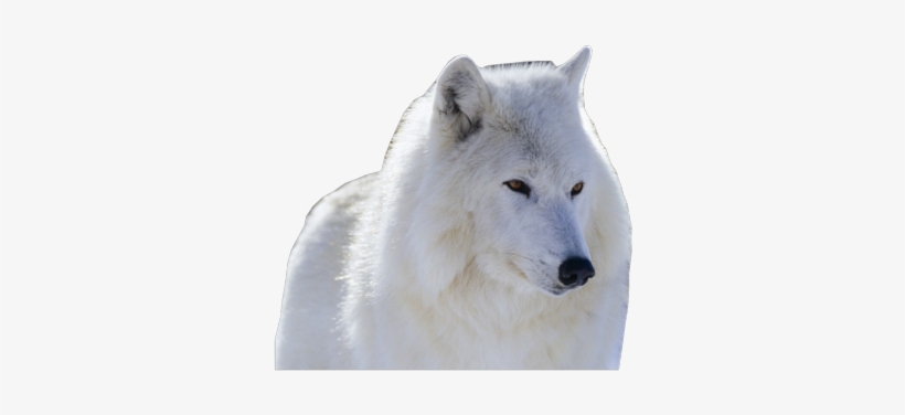 Wolf Photo Artic-wolf - Common Animals In The Canadian Wilderness, transparent png #391371