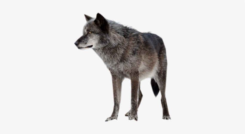 Wolf Png, transparent png #391467