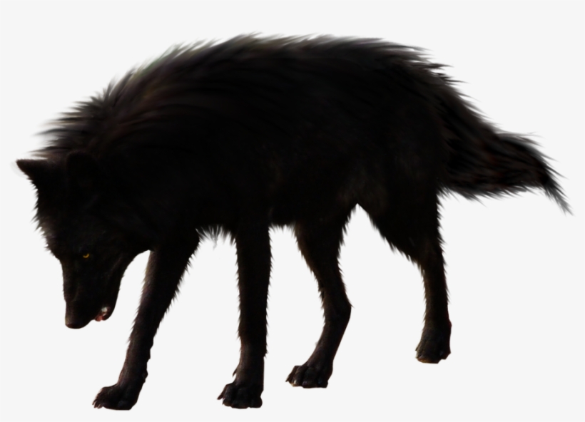 Black Wolf Png Picture Library Library - Transparent Black Wolf, transparent png #391586