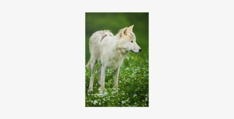 Arctic Wolf Aka Polar Wolf Or White Wolf Poster • Pixers® - Arctic Wolf, transparent png #391652