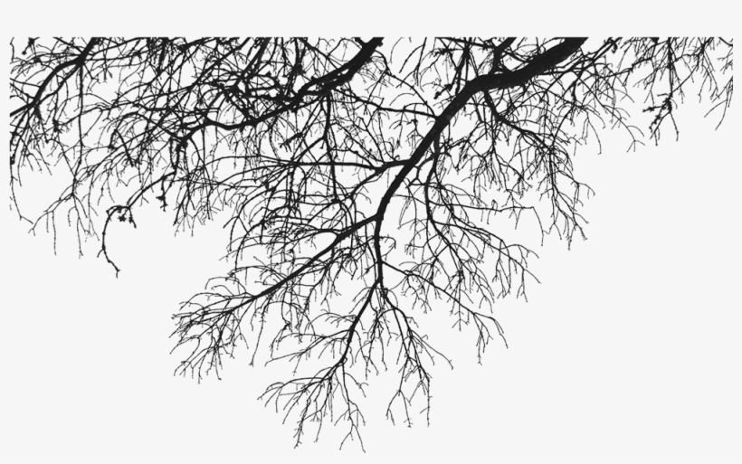 Descargar - Tree Branches Png, transparent png #392631
