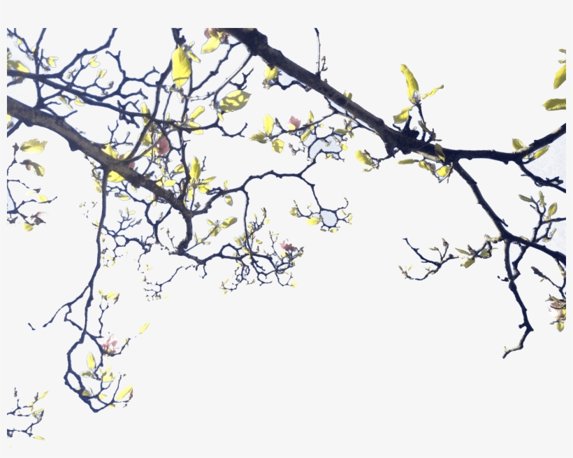 Ramas - Blossom, transparent png #392757