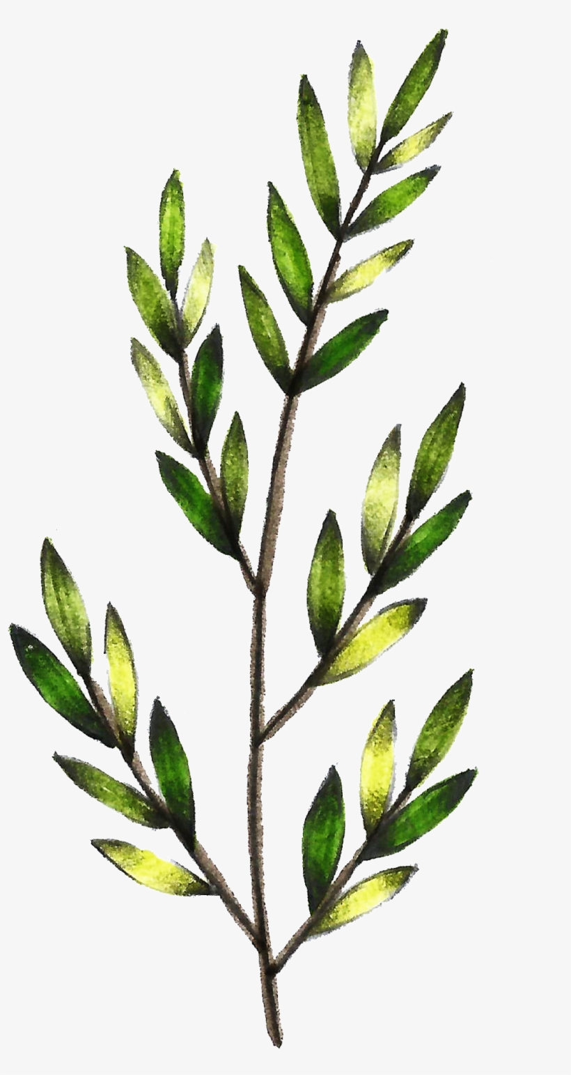Este Gráficos Es Transparente Png Ornamental Para Verde - Leaf, transparent png #392841