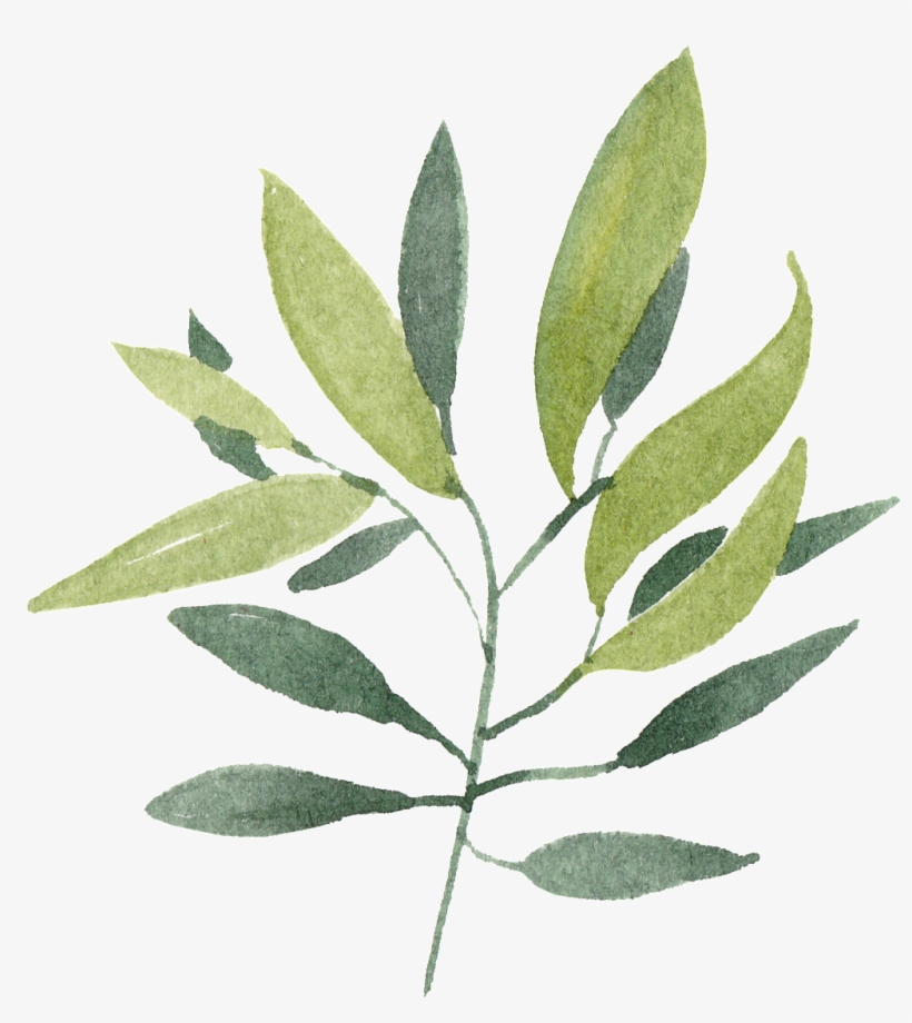 Este Gráficos Es Png Transparente De Ramas Y Hojas - Green, transparent png #392875