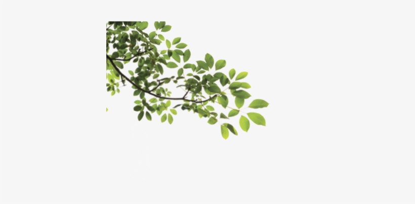 Tree Branch Png, transparent png #392926