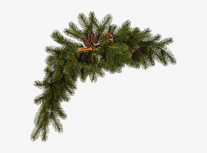 Caja De Ramas De Pino - Mexican Pinyon, transparent png #393032