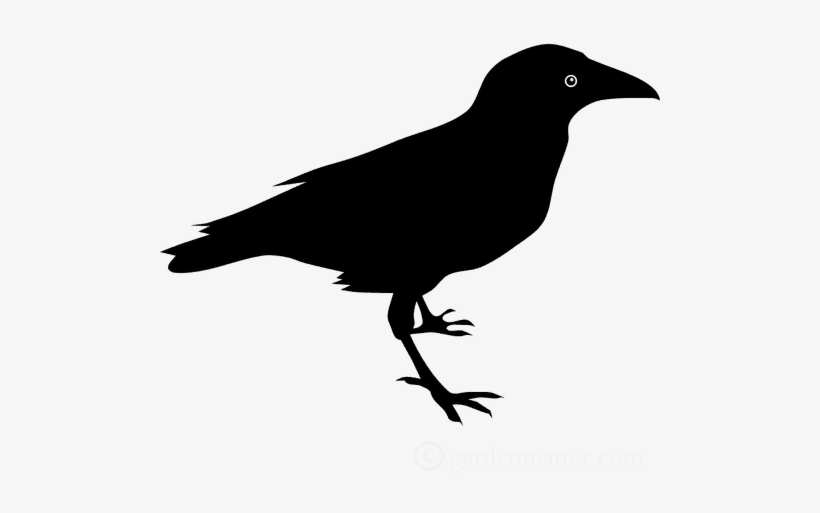 See How Easy And Fun This Bird Silhouette Craft Is - Raven Clipart, transparent png #393138