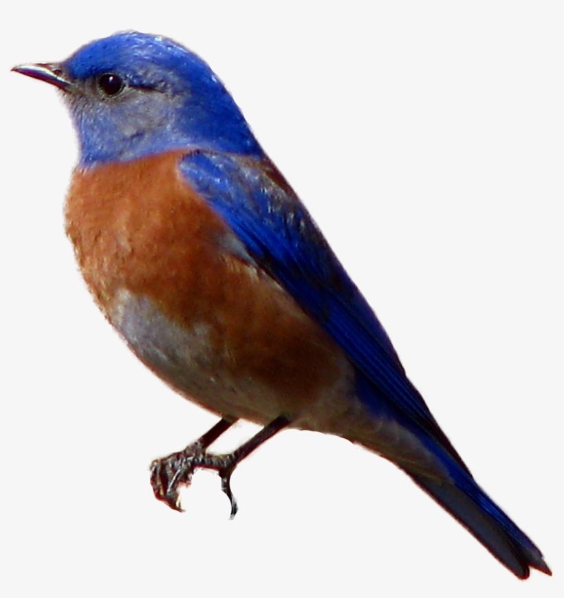 Avian, Western Blue - Blue Bird Transparent Background - Free