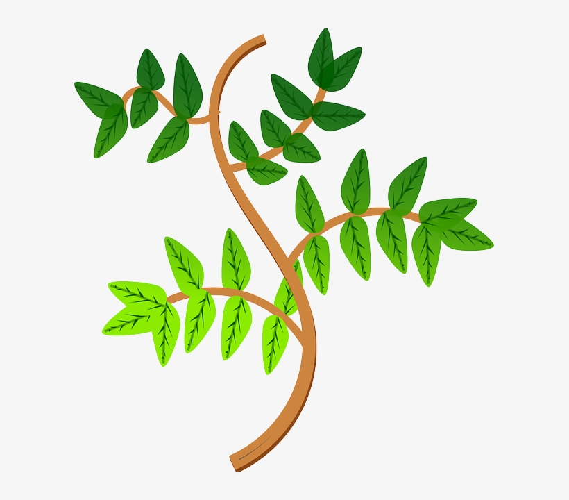 Leaves, Branch, Leaf, Green, Plant - Las Ramas De Las Plantas, transparent png #393268