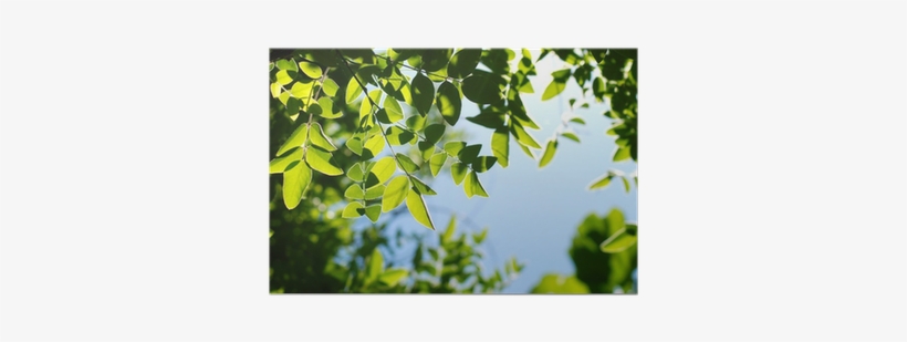 Branch, transparent png #393382