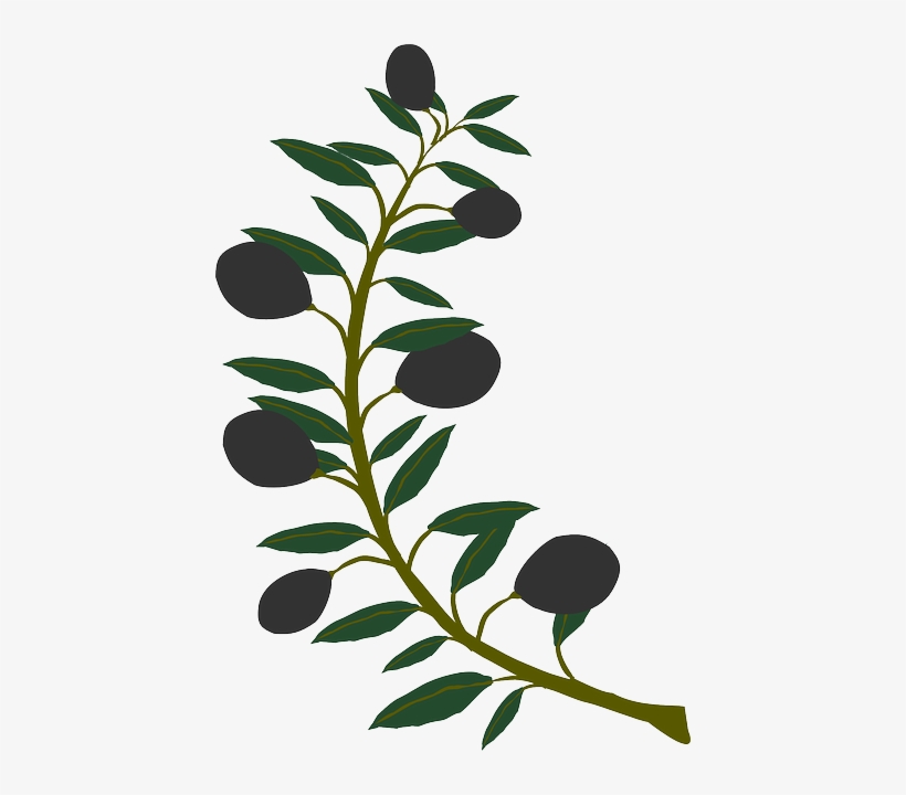 Branch, Olive, Plant, Tree - Watercolor Olive Branch Png, transparent png #393460