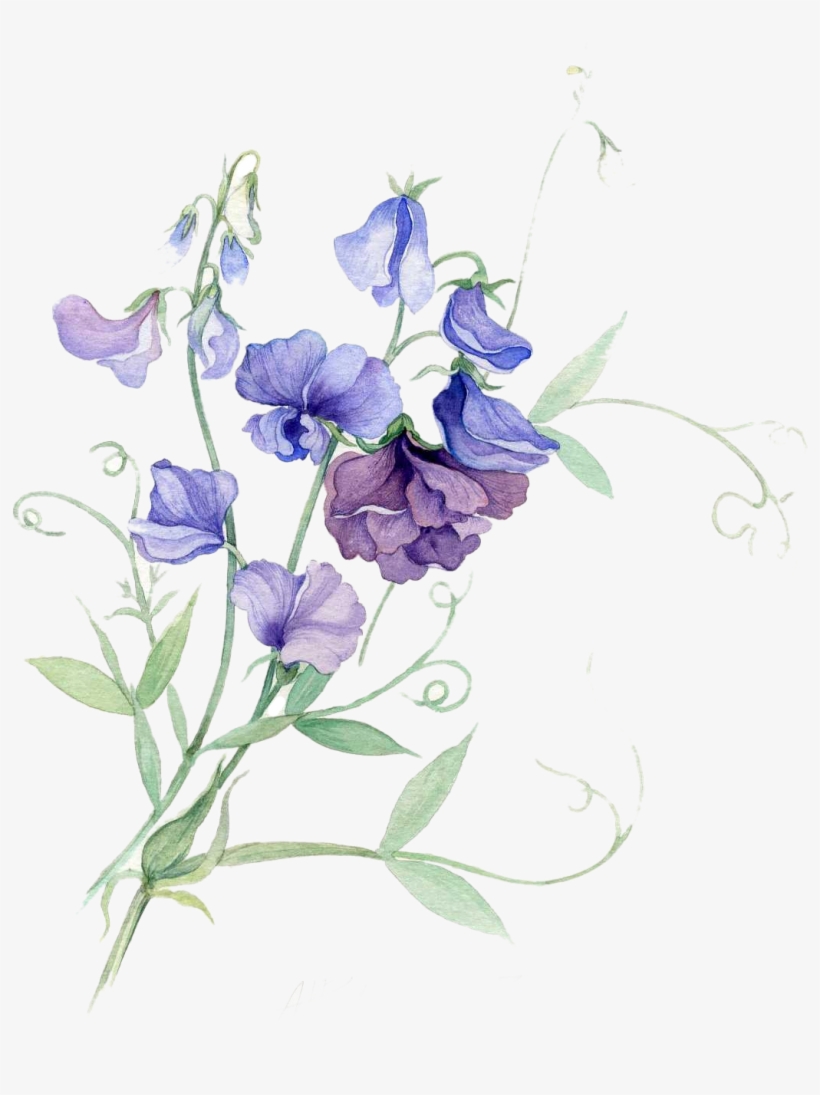 Paper Sweet Pea Watercolor Painting Flower - Sweet Pea Flower Watercolor, transparent png #393713