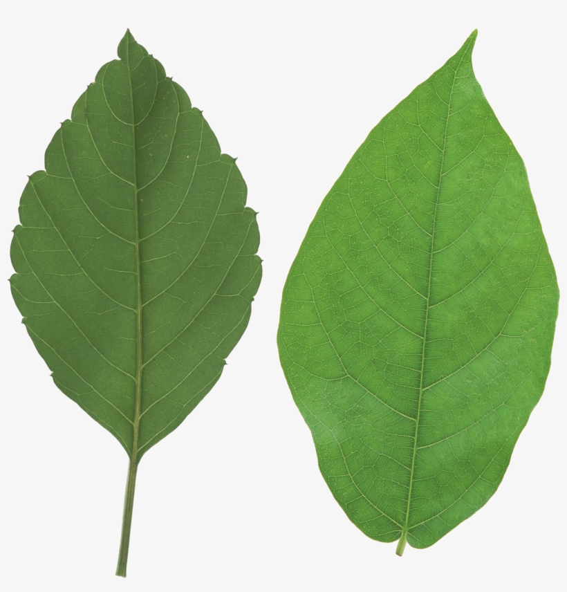Green Leaf Png - Leaf Png, transparent png #393783