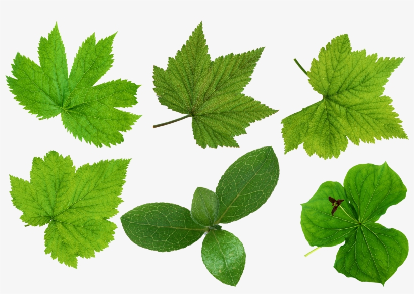 Green Leaves Png Image - Green Leaves, transparent png #393912