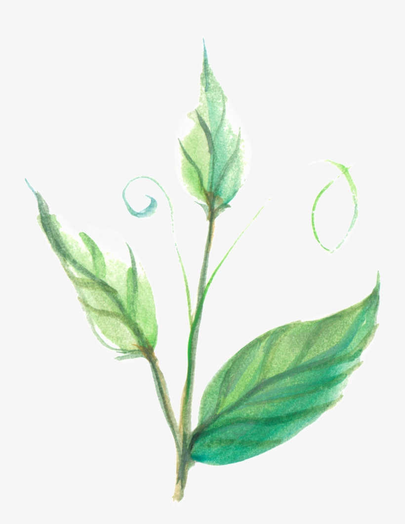 Translucent Ornament Material For Illusions And Foliage - Ornament, transparent png #394220
