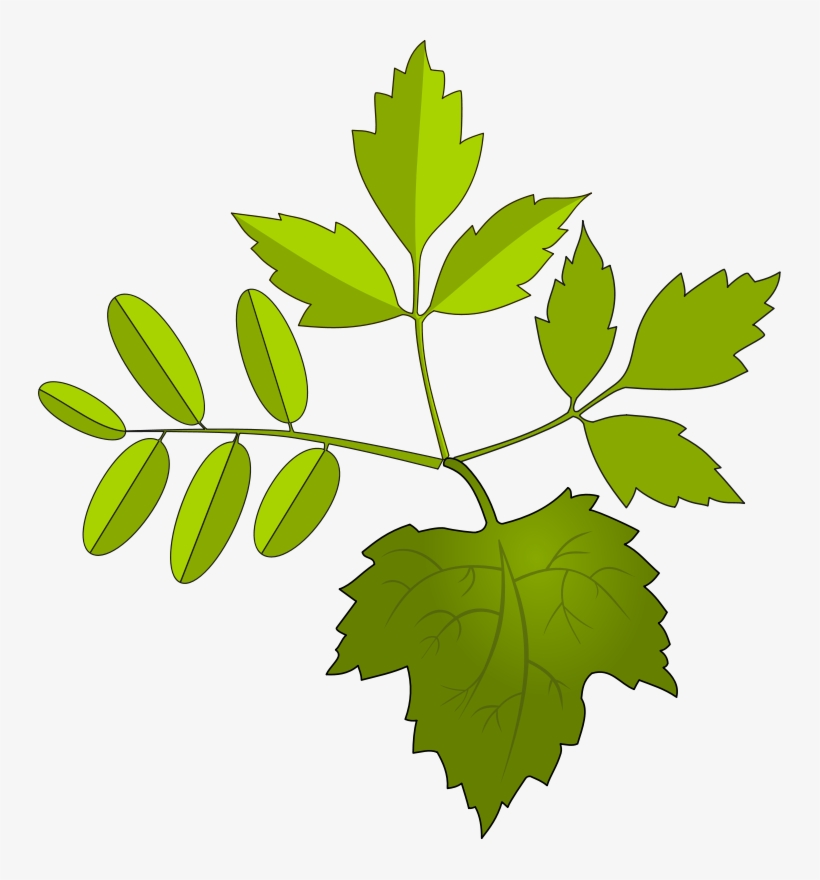 Small - ใบไม้ กราฟฟิก, transparent png #394362