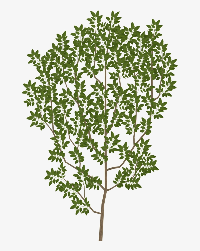Tree Branch Texture Png, transparent png #394435