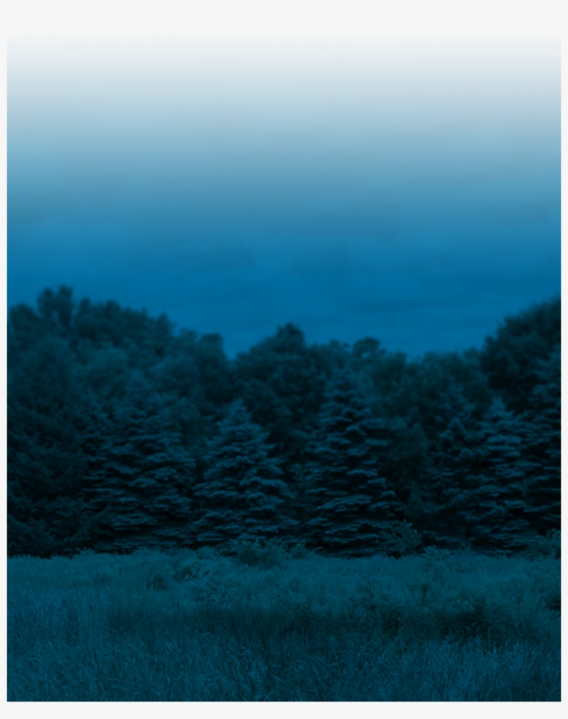 Foliage Progress - Conifer, transparent png #394792