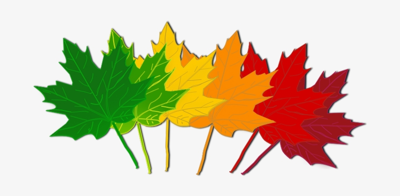 Fall Leaves Clip Art Beautiful Autumn Clipart 3 Image - Leaves Changing Color Clipart, transparent png #394948