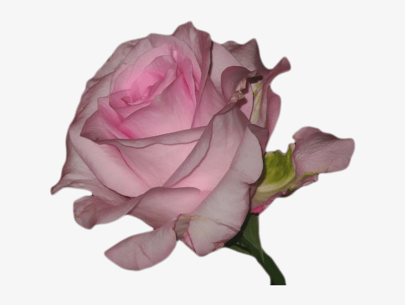 Transparent Blg - Vaporwave Flower Transparent, transparent png #395922