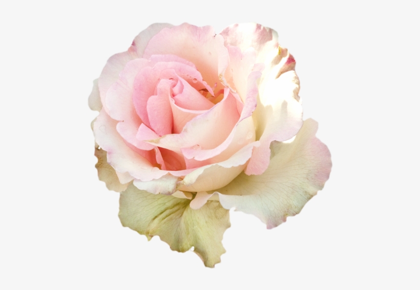 Pastel Roses For Edits, transparent png #395976