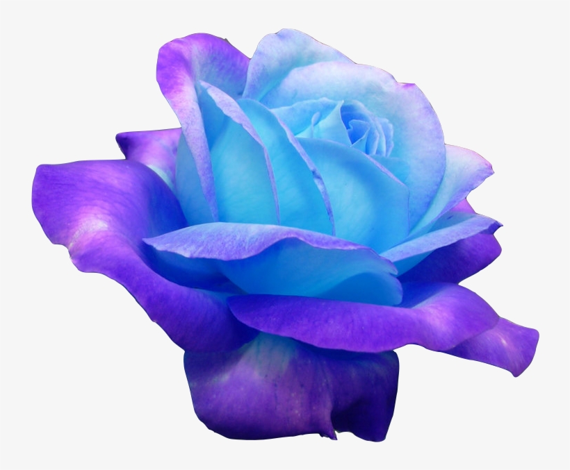 Rose Blue 1 - Blue Ombre Rose Flower, transparent png #396054
