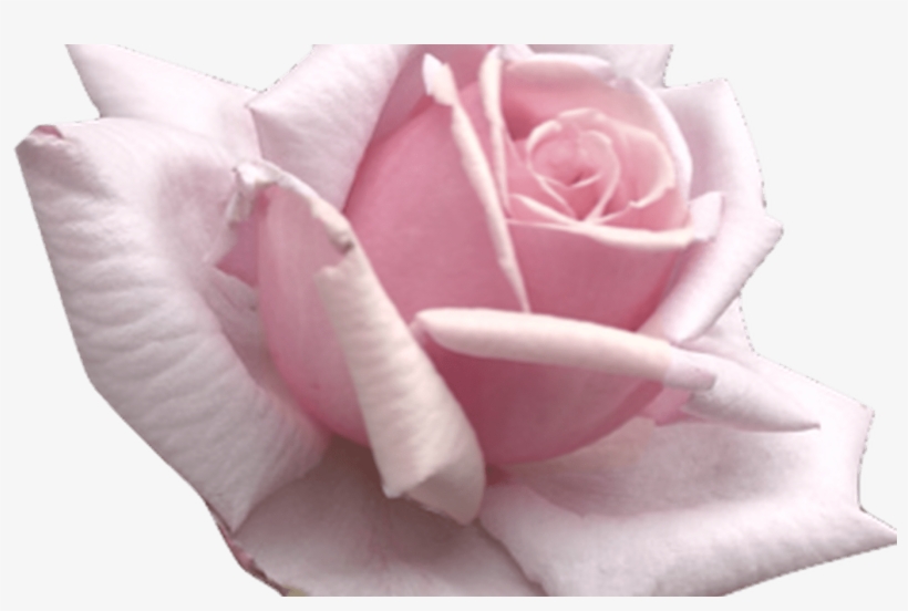 Flowers Tumblr Transparent Yh Ideas For The House - Floribunda, transparent png #396381