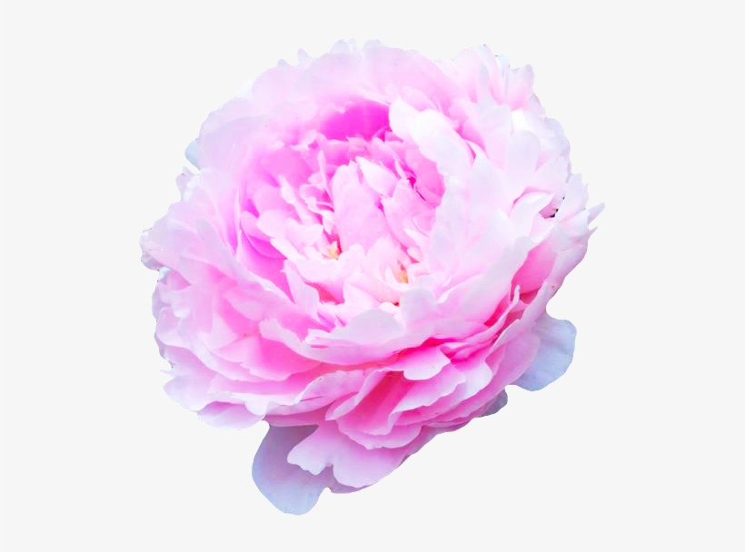 Flower Transparent Background Tumblr - Flowers Of Transparent Backgrounds, transparent png #396620