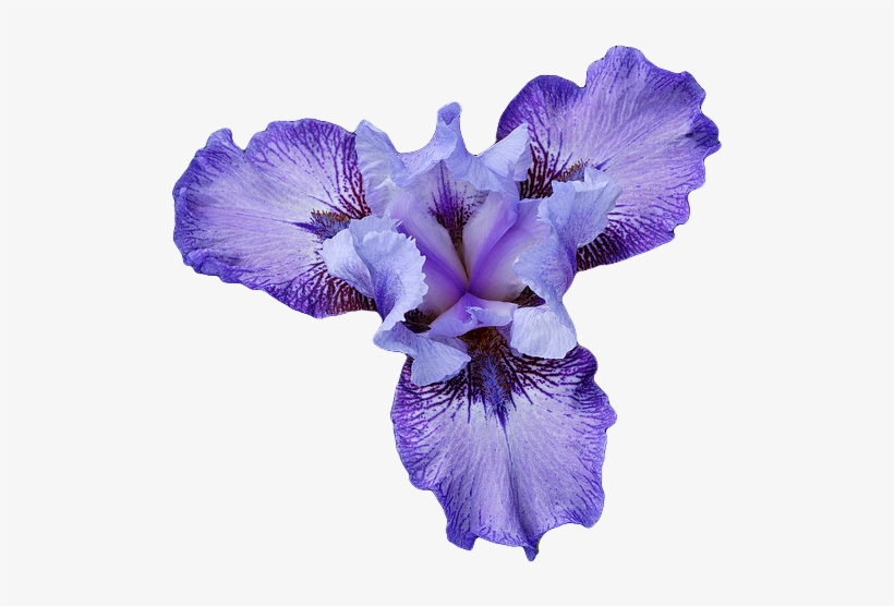 Purple Iris Flower Transparent, transparent png #396670