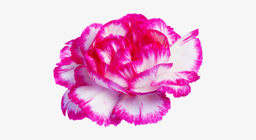 Carnation On Tumblr - Transparent Tumblr Posts Flowers, transparent png #396748