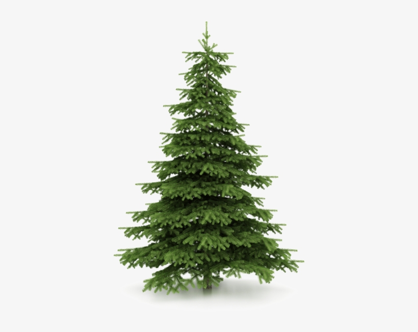 There Can Be A Big Difference Between Different Types - Real Christmas Tree Png, transparent png #398325