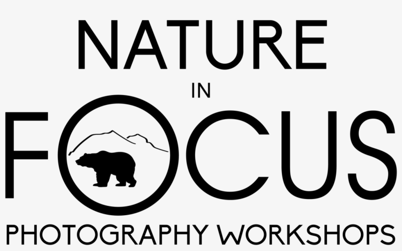 Png Freeuse Download Workshop Policies - Bear Silhouette, transparent png #399292