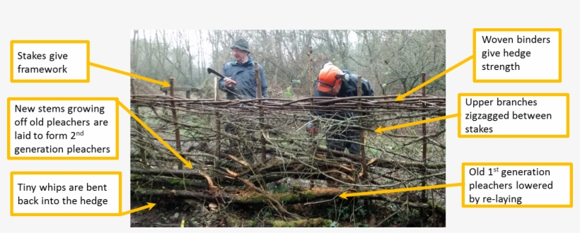 How We Lay A Hedge - Hedge, transparent png #3900884