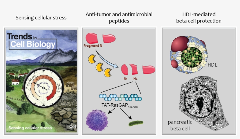 Cellular Stress Responses And Adaptation To Stress - Portable Network Graphics, transparent png #3902663