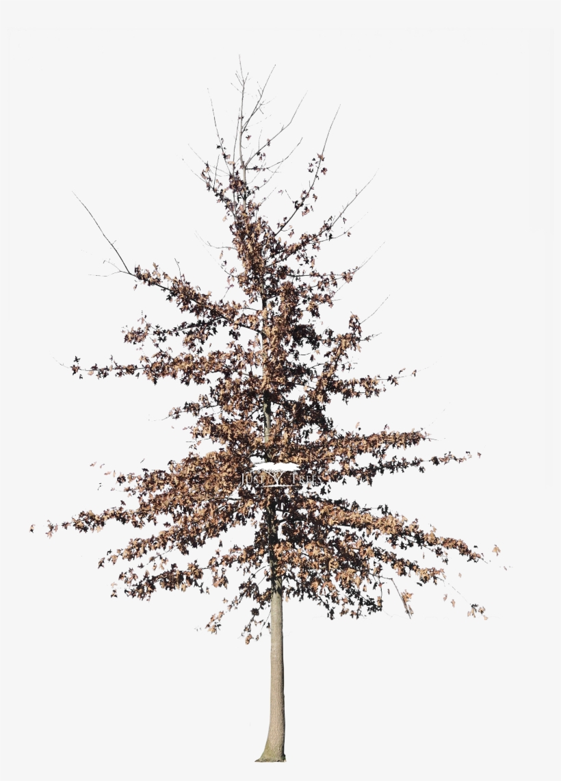 Quercus Palustris - Oak, transparent png #3902982