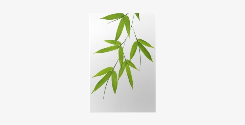 Bamboo Leaves Vector Png, transparent png #3903061